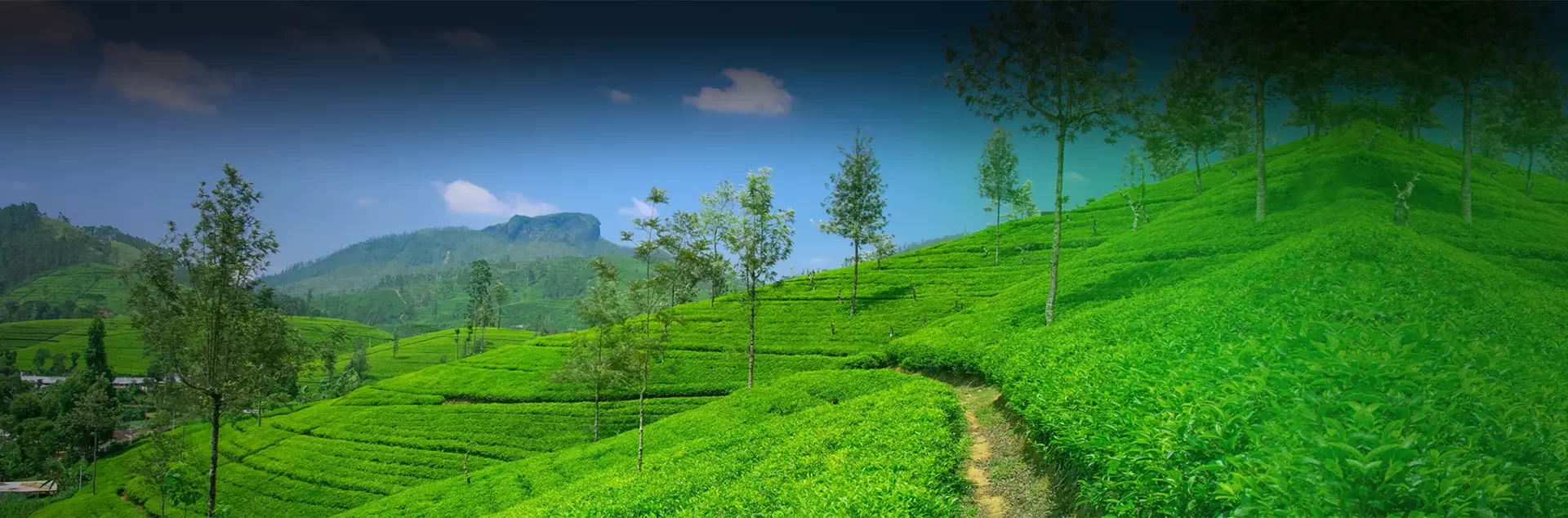 Munnar The Heavenly Tourist Destination