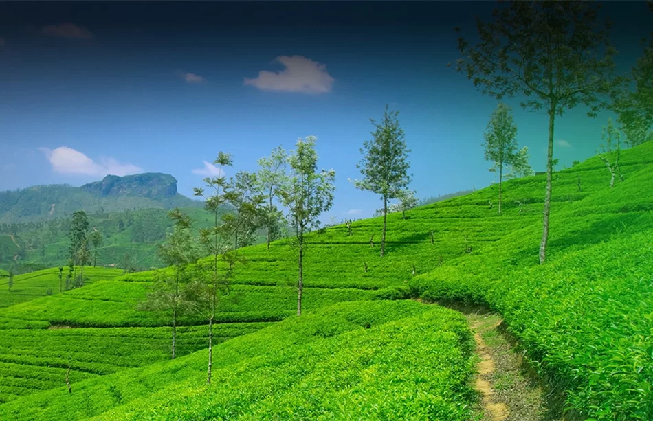 Munnar The Paradise Of Pictorial Beauty
