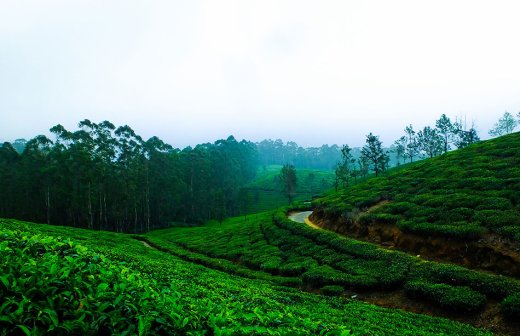 munnar blogs