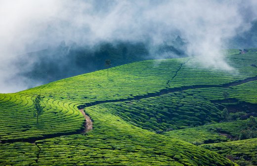 munnar blogs