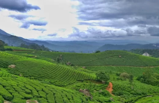 Discovering Paradise: Top 4 Places You Should Never Miss in Munnar