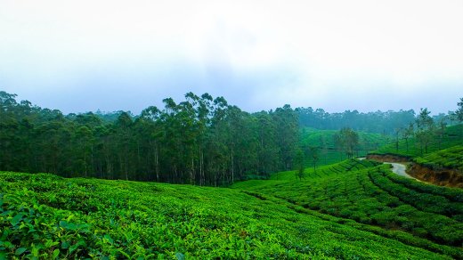 Winter Bliss: It's the Right Time to Plan a Magical Munnar Trip