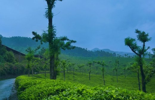 munnar blogs