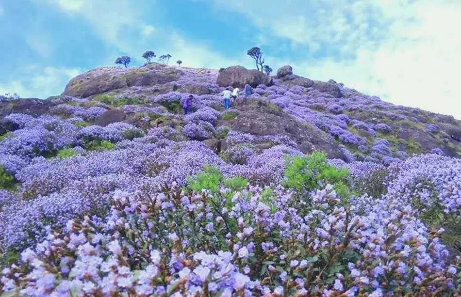 Neelakurinji