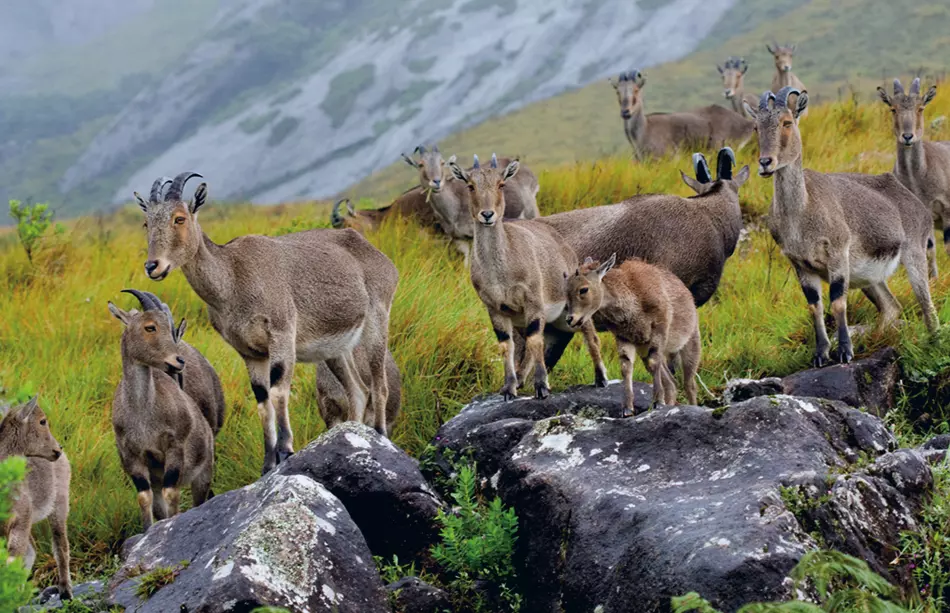 Neelagiri tahr