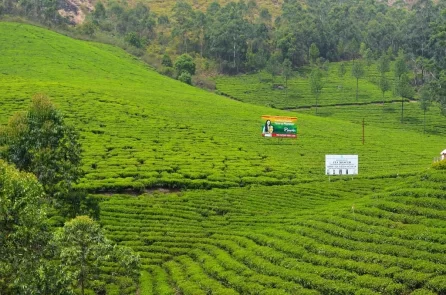 Photo Point Munnar
