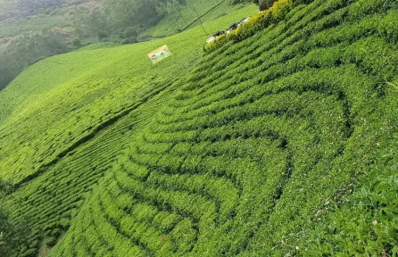 Photo Point Munnar