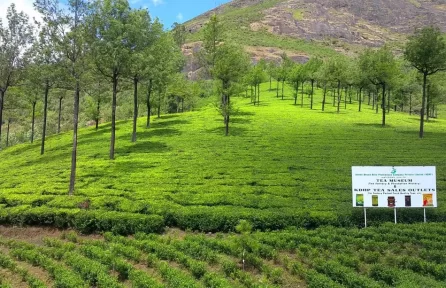 Photo Point Munnar