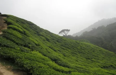 Photo Point Munnar