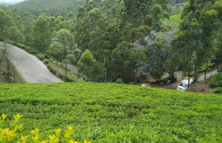 Photo Point Munnar